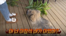 TV동물농장 황도 라이프·공포의 숲·32마리 견공하우스 소개