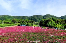 작약꽃으로 붉게 물들다…영천시 화북면 정각리 일원