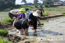 청주 북일초등학교, 팜 트리 모내기 체험 실시
