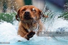 독일, 개와 재미 박람회