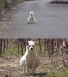 TV 동물농장 잔뜩 부풀어진 배, 배불러견 복수 구조기