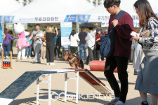 양천구, 반려동물 특별구의 특별한 반려동물 축제에 놀러오개!