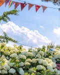 '2024 공주 유구 수국축제' 개화시기와 행사 일정은?