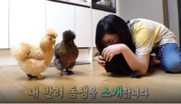 TV동물농장 달마티안 남매·이름없는 새·애완닭 실키 4총사 소개