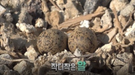 TV동물농장 셰퍼드 맘 루비네·닭장 습격 사건·꼬마물떼세 출산기