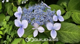 소백산국립공원, 여름 야생화 개화 소식