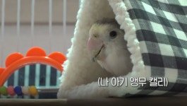 TV동물농장 앵무새 캘리 출생의 비밀·의자왕 고양이 오서방 소개
