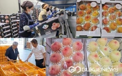 당도 과즙 풍부한 충주농협 노은지점, 하늘작 복숭아 출하 분주