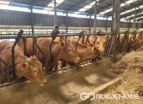 하동군, 축산분야 FTA 피해보전직불금 8월 9일까지 읍·면사무소서 접수