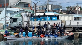 포항시, 수산자원 산란 서식장에 조피볼락 33만 미 방류