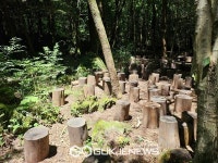 서귀포 명품 치유의 숲…지친 삶에 최고의 선물