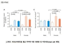 분당서울대병원 비피도박테리움 롱금 동물실험서 과민성장증후군 치료 효과