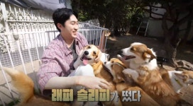 TV동물농장 루시네 5코기 여름나기·반려다람쥐 썬더와 다라 소개