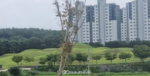 서산시, 20년 동안 잠자던 부장리 고분 정비한다