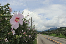 완주군, 무궁화 100리길 알록달록 무궁화꽃 만개