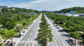영주시 서원로, 명품 가로수길 등극