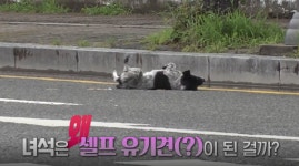 TV동물농장 집나간 점순이·고립냥 구조작전·아롱이의 보은