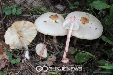 산림청국립수목원, 야생버섯 중독사고 예방...함부로 먹지 말아야 당부