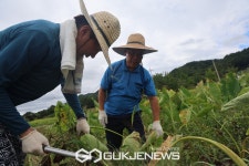 곡성서 토란 수확하는 조국