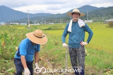 토란 수확하는 조국