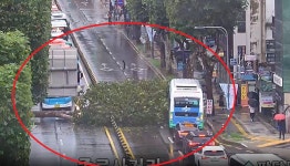 [속보] 수원 팔달로1가 7-11번지 가로수 전도 차량 통제