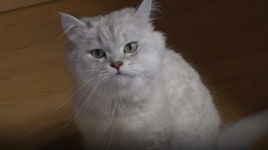 TV동물농장 머리카락 집착냥·질투쟁이 미니피그 오공이 소개