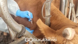 충남도내 소·염소 57만 두 구제역 선제적 대응 총력!
