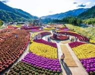 2024 인제 가을꽃 축제 포토존 위치와 야간개장 운영시간