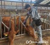 보은군, 소‧염소 4만7331마리 구제역 일제접종 실시