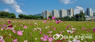 충주 시민의 숲 계획지, 키즈꿈의 숲과 호암지구 코스모스 한들한들 활짝 