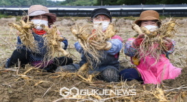 대한민국 대표 건강축제 경북영주풍기인삼축제 5일 개막