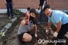 영동 추풍령초등학교, 고구마캐기 체험 실시