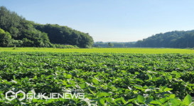영주시, 콩 융복합단지 조성 공모사업 선정…사업비 20억원 확보