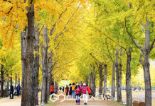 괴산군 문광저수지, 양곡은행나무축제 개최