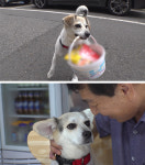 동물농장 군산 10대 식당 천재견 귀요미 재능 어디까지?