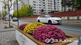 충주시 시화(市花) 국화, 용산동 형설로 구간 만개