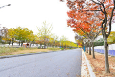 [국제포토] 가을낭만, 인천대공원에서 즐겨요