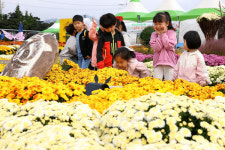 [포토] 국화 만발한 강진만 갈대축제…어린이 웃음꽃도 활짝