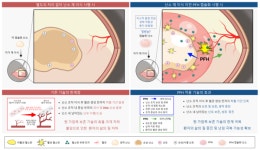 분당서울대병원 허혈성 손상 줄이는 혈소판 유래 생체재료 개발, 난소 이식 성공률 높인다