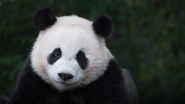 TV동물농장 쌍둥바오 야외적응기·말라뮤트 7꼬물이·바닥싫냥 속초