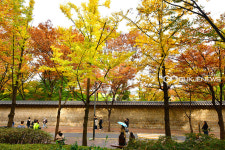 [국제포토] 정동길 가을 풍경