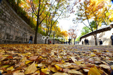 [국제포토] 가을낭만 정동길 으뜸