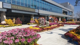 [포토] 서천군청에 핀 국화꽃 향기