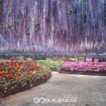 [포토] 가평 베고니아새정원