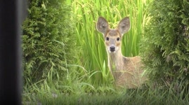 TV동믈농장 좀비 개·길고양이 출산 프로젝트·고라니와 우정