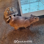 [포토] 가평, 신비동물원