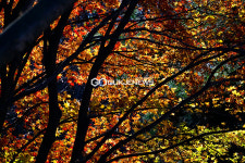 [국제포토] 늦가을의 여운과 단풍