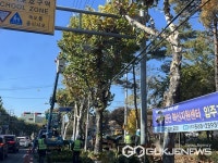 [포토] 대구시 서구청, 연말까지 국채보상로 등 13개 노선 가로수 전정