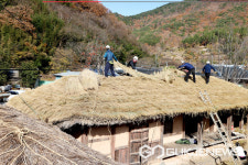 [포토] 의령군 화정면 창녕조씨 고가 초가지붕 이엉 잇기 작업 한창