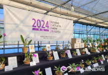 진주드림 입점업체 부양란 농원 제7회 카틀레야 전시회 개최